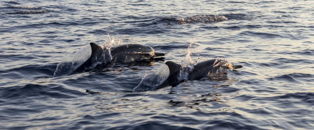 Imagen de dos delfines nadabdo en libertad frente al cabo de formentor en Mallorca
