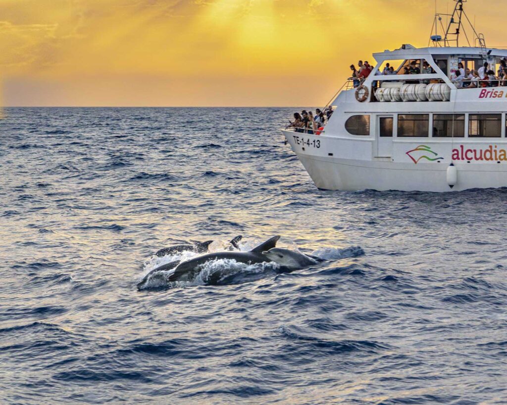 Dolphin Watching Tour In Mallorca Alcudia Sea Trips Dolphin Watching Tour In Mallorca Alcudia Sea Trips